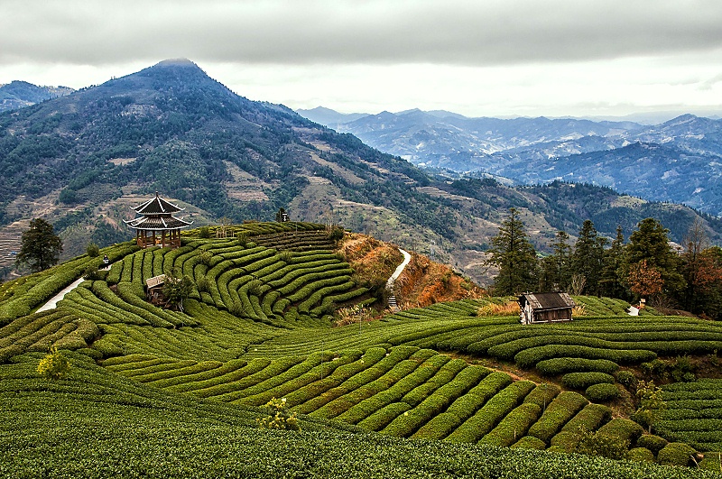 茶園智能監控解決(jue) 方案