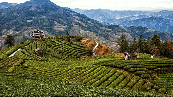 茶園智能監控解決方案